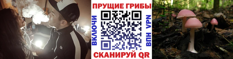 Псилоцибиновые грибы GOLDEN TEACHER  Купить  Семилуки 